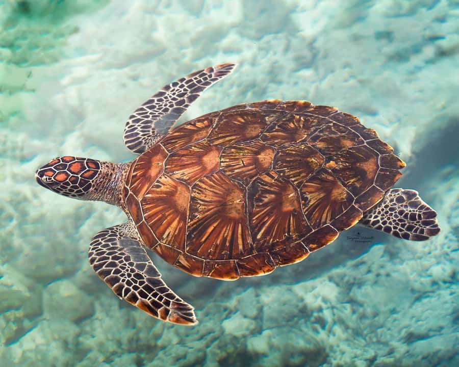 Zanzibar: Sea Turtle Swim at Salam Cave in Kizimkazi Village - Key points to know before you go