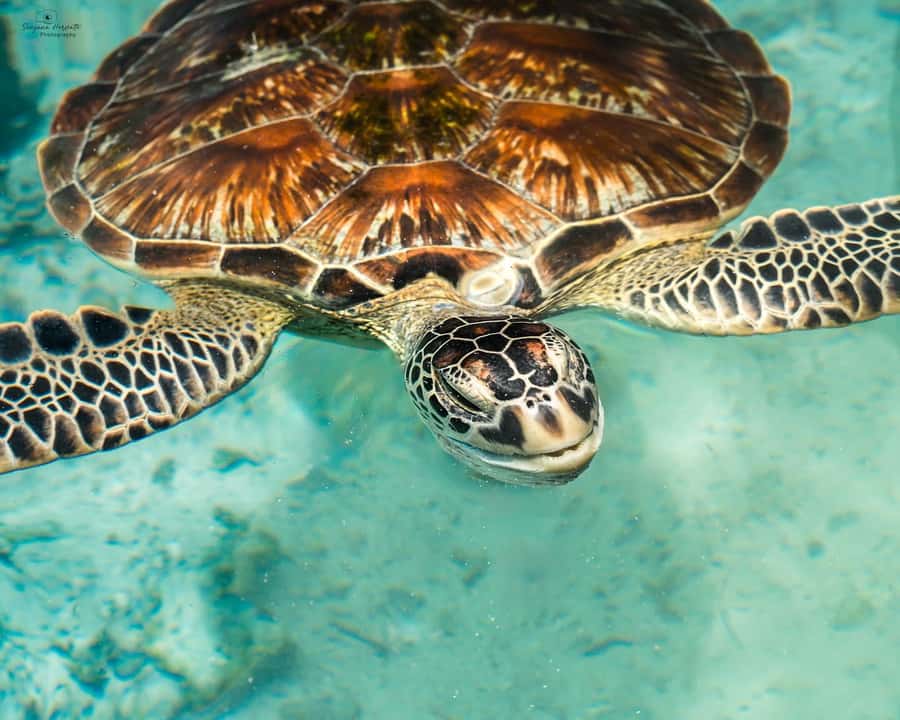 Zanzibar: Sea Turtle Swim at Salam Cave in Kizimkazi Village - What Salam Cave is really like
