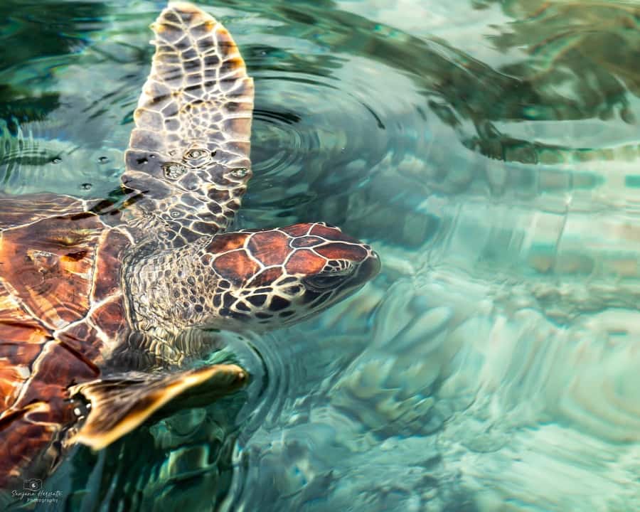 Zanzibar: Sea Turtle Swim at Salam Cave in Kizimkazi Village - Entering the cave and meeting the turtles