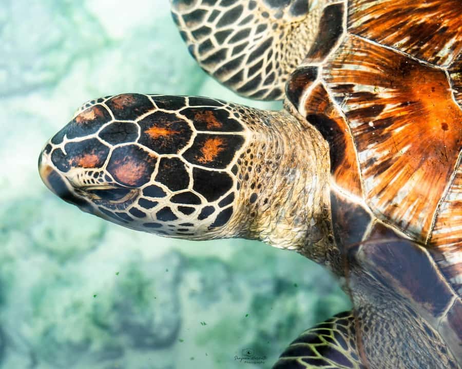 Zanzibar: Sea Turtle Swim at Salam Cave in Kizimkazi Village - Should you book Salam Cave?