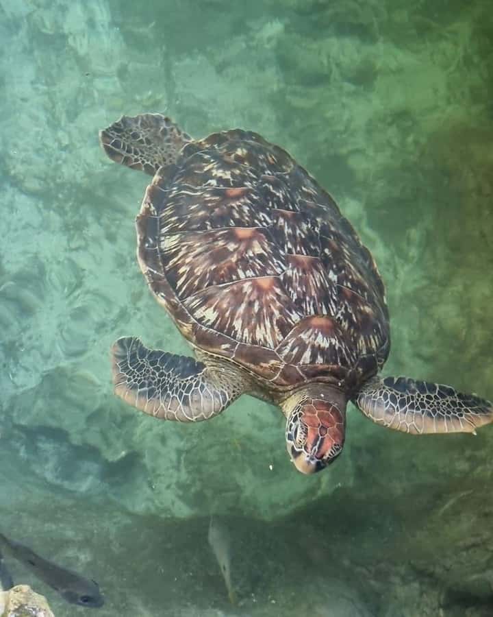 Zanzibar: Sea Turtle Swim at Salam Cave in Kizimkazi Village - The ride from your hotel to Kizimkazi
